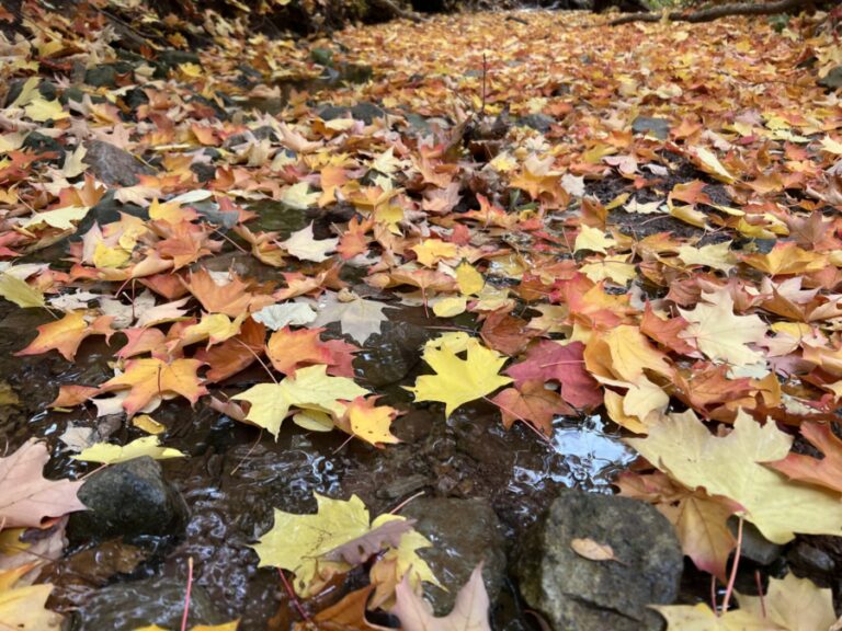 colours of autumn